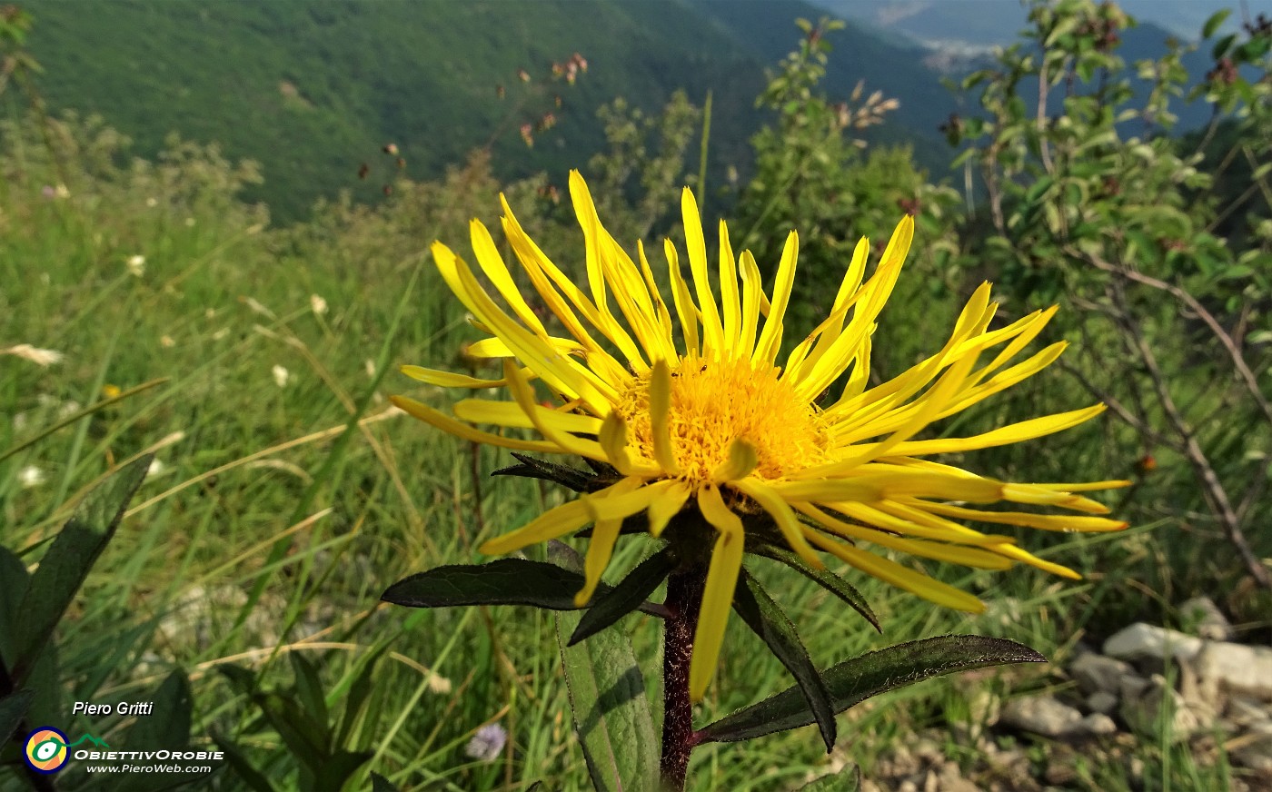 81 Enula scabra (Inula hirta).JPG
